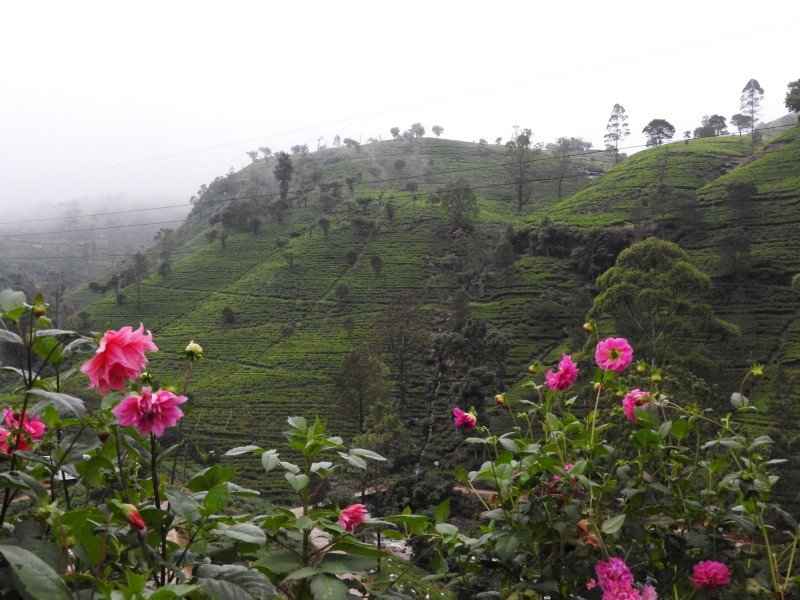 39 Piantagioni di te